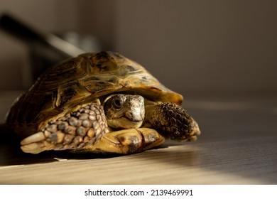 a land turtle crawls on the floor in a room