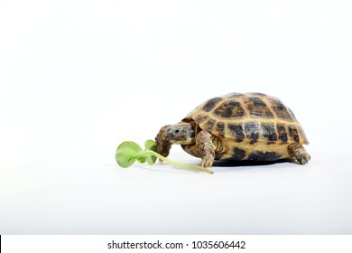 20,784 Turtle food Images, Stock Photos & Vectors | Shutterstock