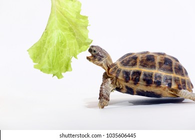 70,239 Turtle White Background Images, Stock Photos & Vectors ...