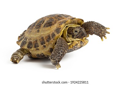 land turtle isolated on a white background