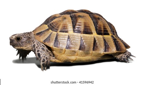 83,030 Turtle isolated Images, Stock Photos & Vectors | Shutterstock