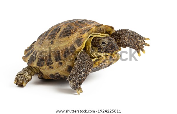 10,915 Turtle Armor Images, Stock Photos & Vectors | Shutterstock