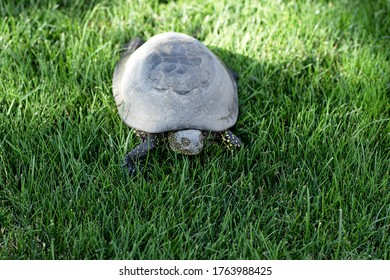 405 Turtle head sticking Images, Stock Photos & Vectors | Shutterstock