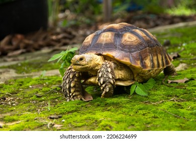 Land turtle in its natural environment. Cute turtle, Sulcata tortoise, African spurred tortoise.
