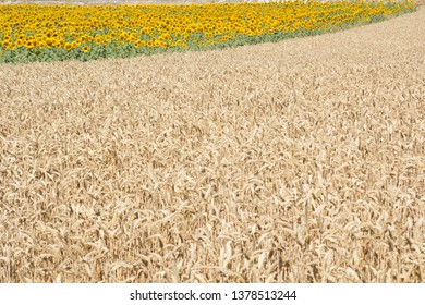 Land of wheat and sunflowers. Farming - Shutterstock ID 1378513244