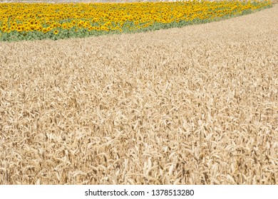 Land of wheat and sunflowers. Farming - Shutterstock ID 1378513280