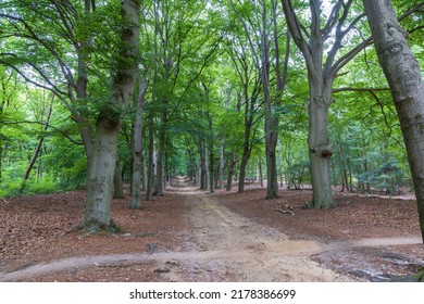 Landcape with trees and mountain bike trail in forest Amerongse Berg In Amerongen in The Netherlands