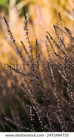 Similar – rosa Blüten von calluna vulgaris auf einem Feld bei Sonnenuntergang