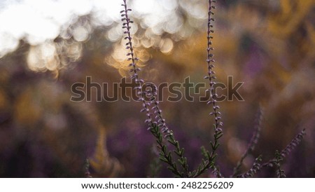 Similar – rosa Blüten von calluna vulgaris auf einem Feld bei Sonnenuntergang