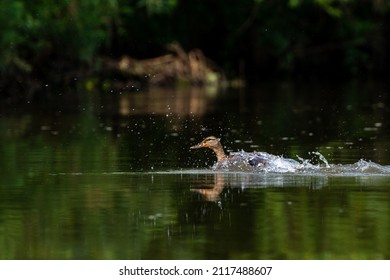 Landing Mallard Duck (Anas Platyrhynchos), Bird Splashing Water In The River.
