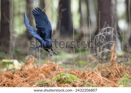 Landing Raven in The Bohemian Moravian Highlands.