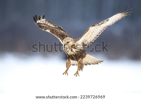 landing Rough-legged Buzzard Buteo lagopus in the fields in winter snow, buzzards in natural habitat, hawk bird on the ground, predatory bird close up winter bird ストックフォト © 