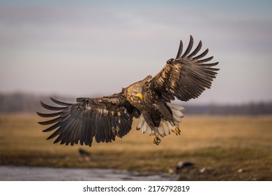 Landing White Tailed Eagle In Hortobágy