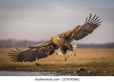 Landing White Tailed Eagle In Hortobágy