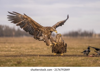 Landing White Tailed Eagle In Hortobágy