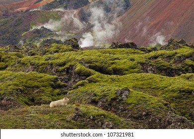 Landmannalaugar Iceland (Island) national reserve, with sulfur vents in the background