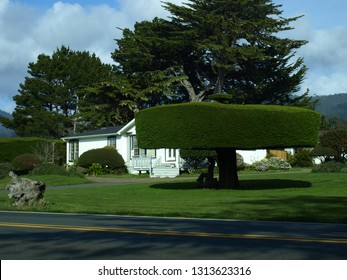 Landmark Tree, Cut To Look Like A Table On The Northern California Coast, Highway 1, In Front Yard Of A Home.  Very Striking View As You Round The Corner. USA.