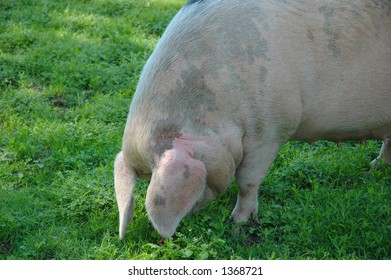 Landrace Sow Grazing