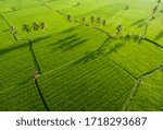 Landsacpe rice field and coconut tree, wooden house, farmers in foggy sunlight morning. Aerial Paddy Field