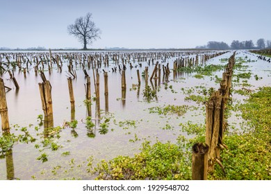 A Landscaof A Farm Field Covered In Planted Trees After The High Tide Flood