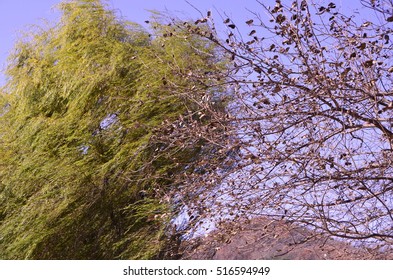 Landscape
