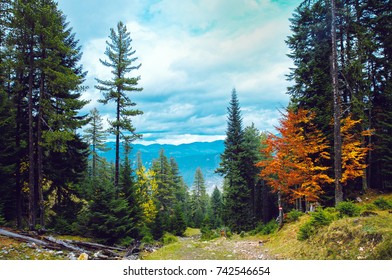 Landscape