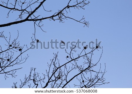 Image, Stock Photo Ice Bird Crow Tree Winter