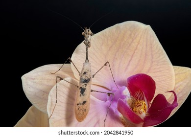 A Landscape Of An Adult Cryptic Praying Mantis, Climbing A Flower