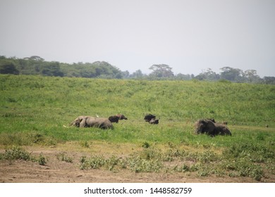 
Landscape with African elephant in Amboseli National Park in Kenya - Shutterstock ID 1448582759