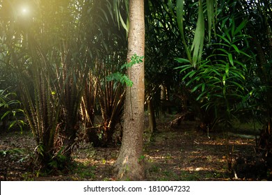 Landscape Of Agar Wood Tree In An Orchard Garden At Sunrise. Agarwood As Liquid Gold Of Agriculture In Southeast Asia. Focus On Agarwood Tree.