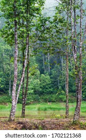 Landscape Of Agar Wood Trees In The Forest