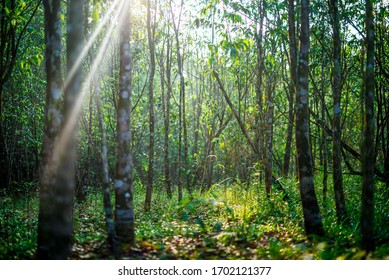 Landscape Of Agar Wood Trees In The Forest