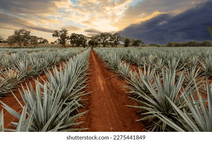Paisaje de plantas agave para producir tequila. México.
