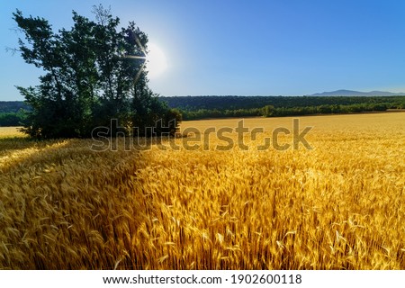 Similar – Image, Stock Photo cornfield Environment