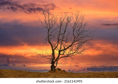 landscape with alone dead tree on red sunset sky baground - Powered by Shutterstock