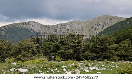 Landscape of alpine and subalpine meadows and pine forests on Mount Falakro above the town of Drama, Greece.A diverse, highly biodiverse part of Northern Greece.Mobile phone compatible image.