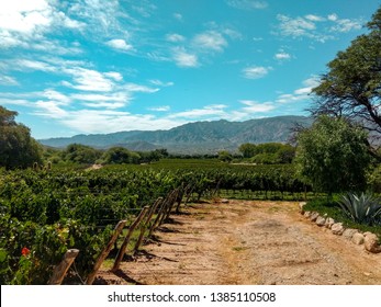 landscape of Argentine salta vineyards - Shutterstock ID 1385110508