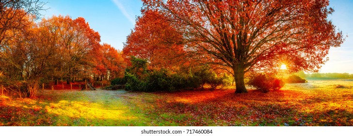Landscape in autumn with big oak tree