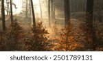 Landscape of autumn foggy forest, illuminated by sunbeams through the fog and trees, pleasant warm sunhine soft morning light.