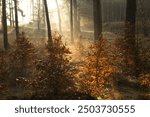 Landscape of autumn foggy forest, illuminated by sunbeams through the fog and trees, pleasant warm sunhine soft morning light.