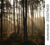 Landscape of autumn foggy forest, illuminated by sunbeams through the fog and trees, pleasant warm sunhine soft morning light.