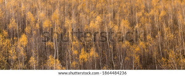 Abstract landscape of a forest - colors of nature