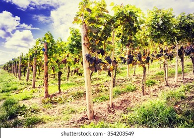 Landscape with autumn vineyards and organic grape on vine branches