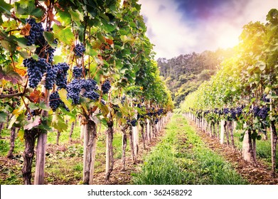 Landscape with autumn vineyards and organic grape on vine branches - Shutterstock ID 362458292