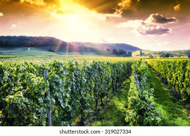 Landscape with autumn vineyards at sunset 