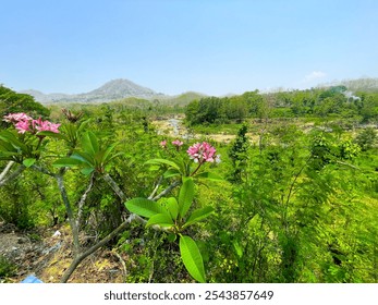 A landscape with a backdrop of green mountains and clear skies. In front, there was a pink flower in bloom among the green leaves. - Powered by Shutterstock