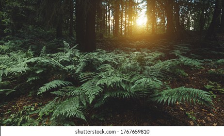 Landscape Background With Bushes Of Dark Green Fern In The Coniferous Forest After Rain. The Feeling Of Silence, Calm And Relaxation From The Bustle