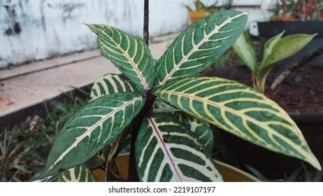 Landscape Background Photo Of Zebra Plant