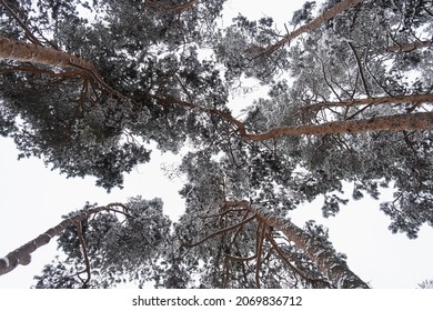 Landscape background with tree branches covered with snow in forest. Peaceful nature scene