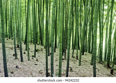 Landscape Of Bamboo Forest In Sichuan Bamboo Sea  - Taken In Sichuan, China